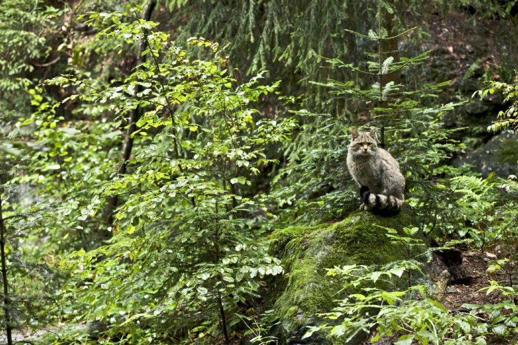 Bayrischer Wald